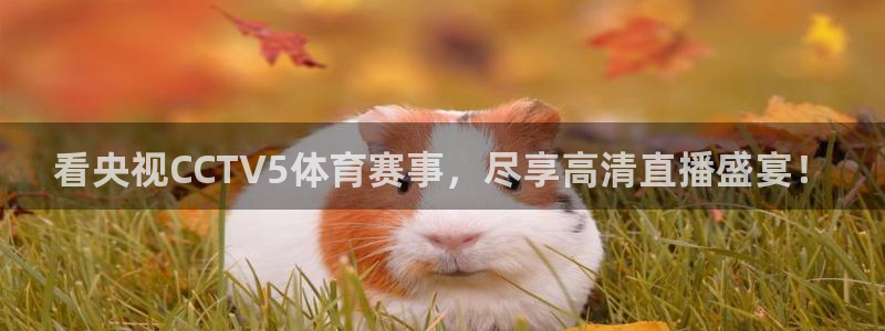 雨燕360体育直播免费观看高清